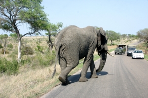 South Africa - 2011 - Kruger National Park - click to enlarge South Africa - 2011 - Kruger National Park