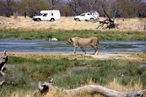 Nambia - 2011 - Etosha National Park - click to enlarge Nambia - 2011 - Etosha National Park