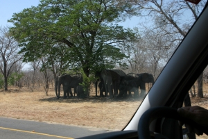 South Africa - 2011 - Kruger National Park - click to enlarge South Africa - 2011 - Kruger National Park
