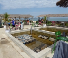 Ile de Re - Coffee at Oyster Farm