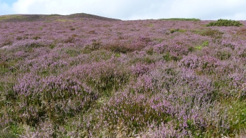 Heather - Lovely Heather