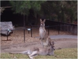Kangaroos - Kangaroos at Reptile Park Gosford - click to enlarge Kangaroos - Kangaroos at Reptile Park Gosford