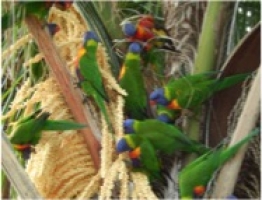 Parakeets - Parakeets at Soldiers Point - click to enlarge Parakeets - Parakeets at Soldiers Point