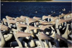 Pelicans - Pelican feeding at the Entrance - click to enlarge Pelicans - Pelican feeding at the Entrance