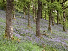 Trossachs-1 - click to enlarge Trossachs-1