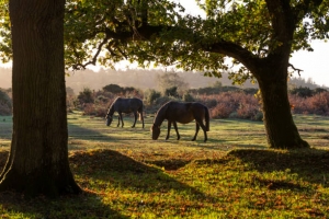 New Forest 2024 - click to enlarge New Forest 2024