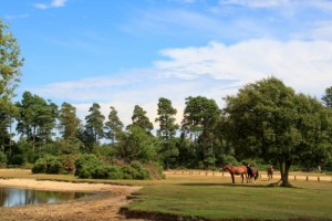 New Forest 2024 - click to enlarge New Forest 2024