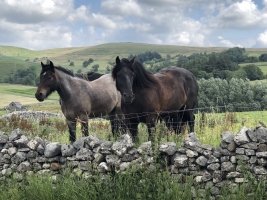 Yorkshire Dales Ride, Stride and Chill Meet