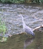 Heron in Wolfscote Dale - The heron didn�t move as we passed by.